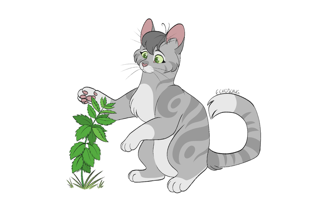 designsofwarriorcats-tumblr