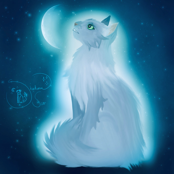 Nightberry – Favorite Tribe cat challenge