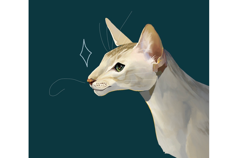 cloverplover-tumblr